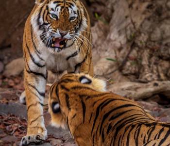 What is Law Tigers